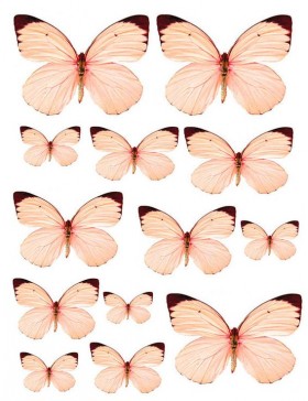Oblea mariposas 1