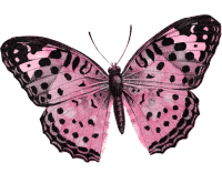 Mariposas